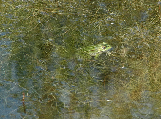Pelophylax epeiroticus - Griekse poelkikker