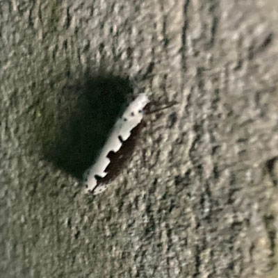 Ethmia bipunctella - Grote zwartwitmot