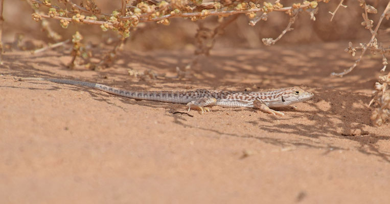 Acanthodactylus opheodurus