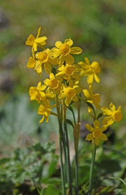 Narcissus assoanus