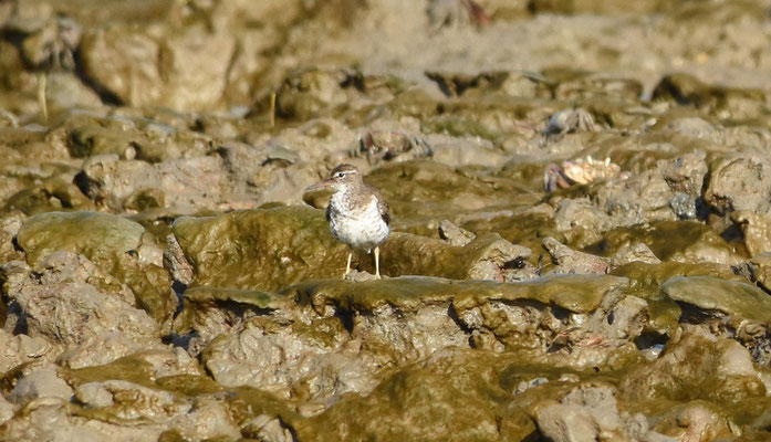 Spotted Sandpiper