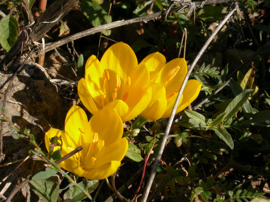Sternbergia lutea - Herfstnarcis