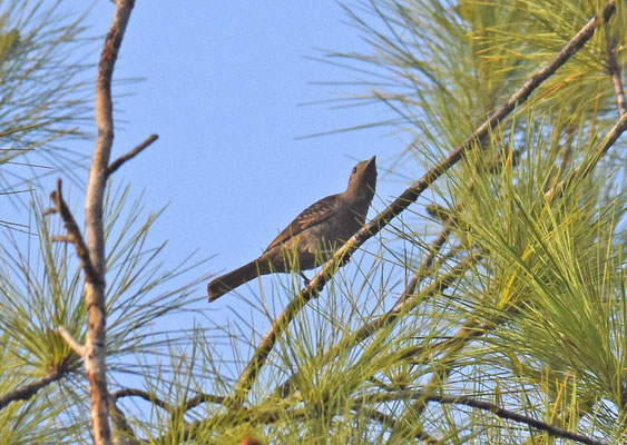 Spangled Cotinga, female