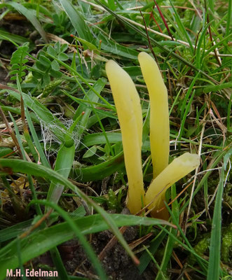 strogele knotszwam