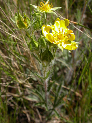 Potentilla hirta