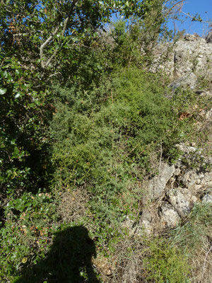 Asparagus acutifolius