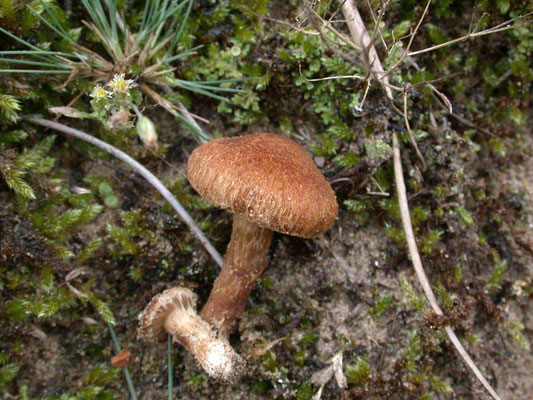 Inocybe lacera - Zandpadvezelkop (mogelijk)