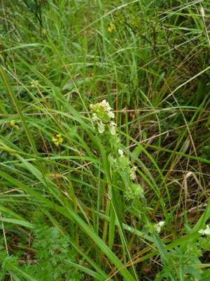 Stachys recta - Bergandoorn