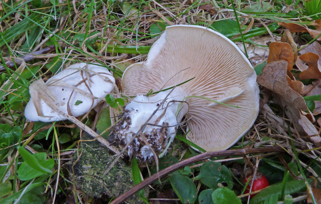 Clitopilus prunulus - Grote molenaar