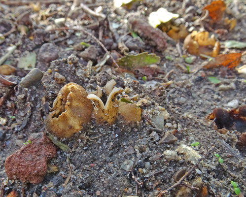 Geopora arenicola - Zandputje