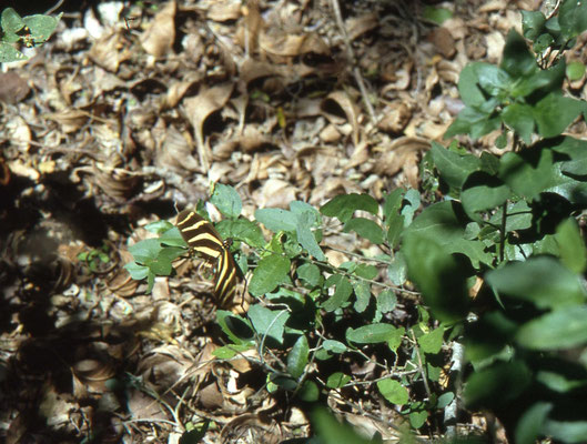 Zebra