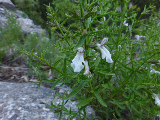 Rosmarinus officinalis - Rozemarijn