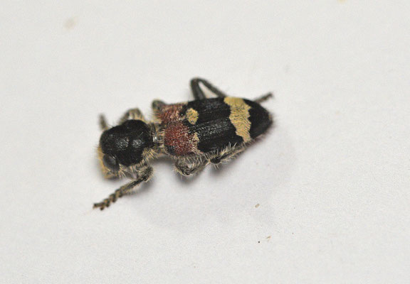 Clerus mutillarius