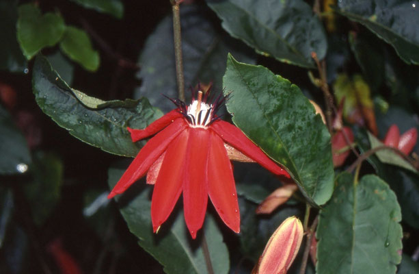 Passiflora