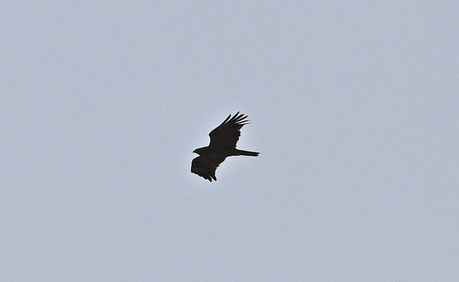 Accipiter badius - Shikra