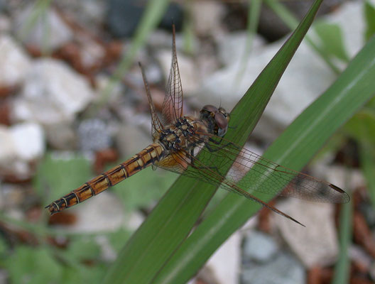Tritemia annulata, female