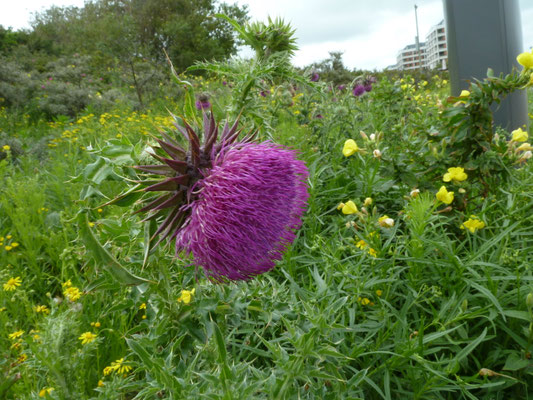 Carduus nutans - Knikkende distel