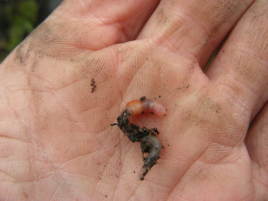 Aporrectodea rosea