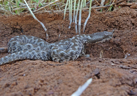 Vipera ammodytes