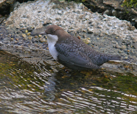 Waterspreeuw ssp cinclus