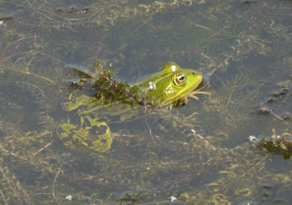 Pelophylax esculentus - Bastaardkikker