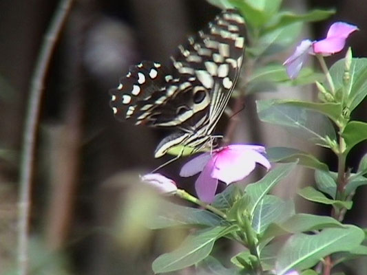 Papilio demodocus