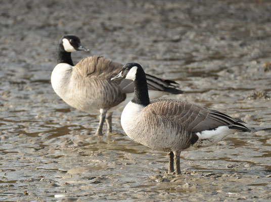 Grote Canadese Gans