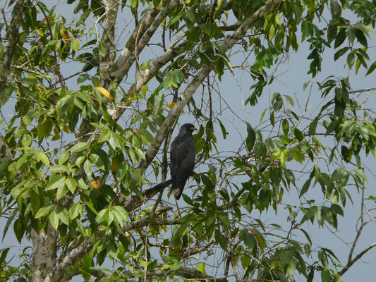 Snail Kite