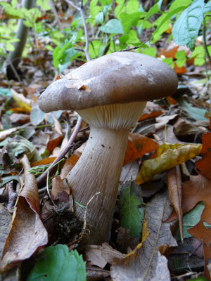 Clitocybe clavipes - Knotsvoettrechterzwam