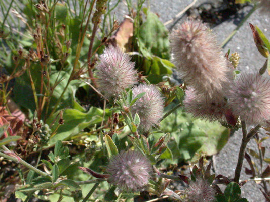 Trifolium arvense - Hazenpootje