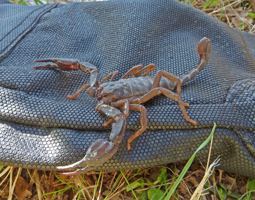 Iurus dufoureius