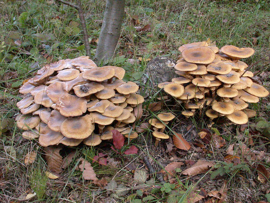 Armillaria mellea - Echte honingzwam