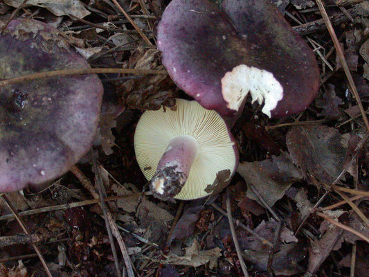 Russula sardonia - Duivelsbroodrussula