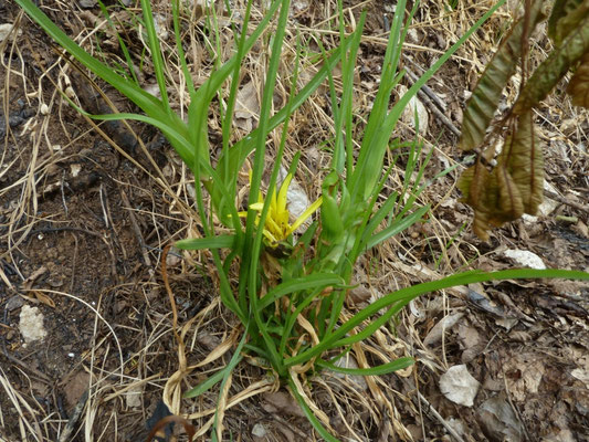 Scorzonera hispanica