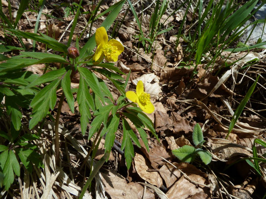Anemone ranunculoides