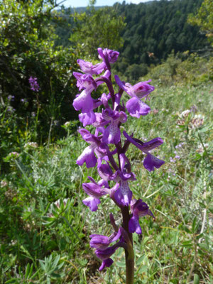 Orchis morio