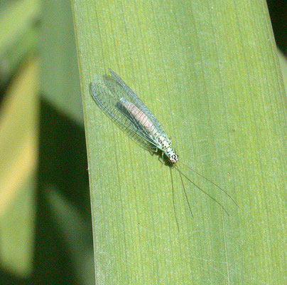 Chrysopa perla - Gewone gaasvlieg