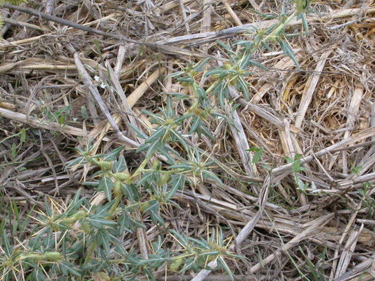 Xanthium spinosum - Stekende stekelnoot