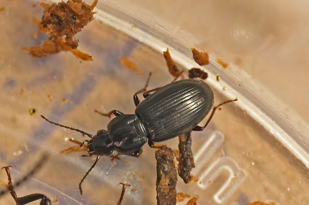 Pterostichus diligens - Gladde zwartschild