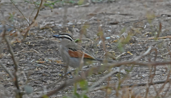 Tchagra senegala - Black-crowned Tchagra