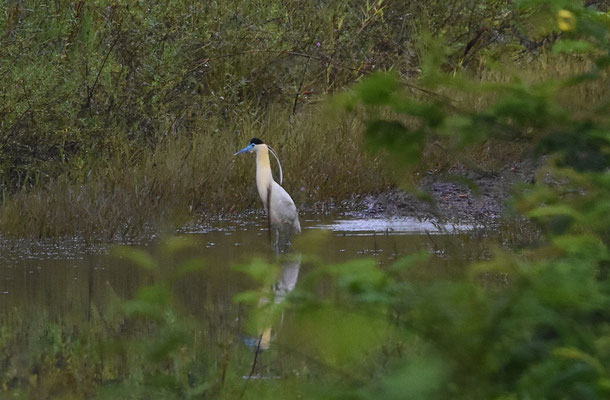 Capped Heron