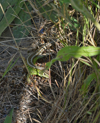 Zandhagedis