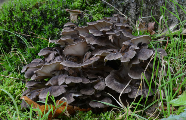 Grifola frondosa - Eikhaas