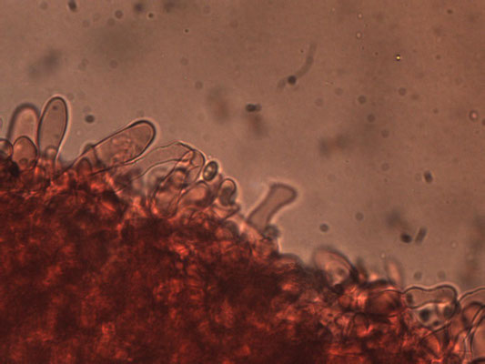 Crepidotus lundellii - Bleek oorzwammetje