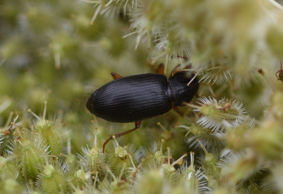 Ophonus punctipes - Slanke halmklimmer