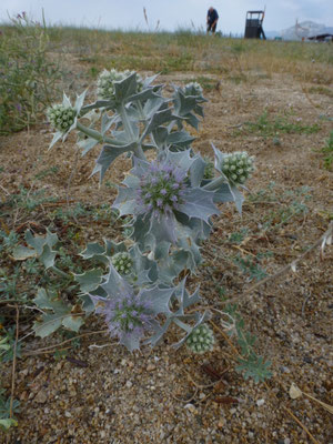 Eryngium maritimum - Blauwe zeedistel