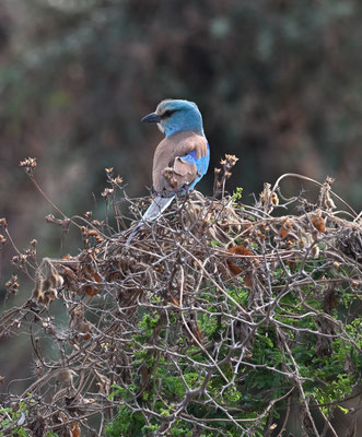Coracias abyssiniica - Abyssinian Roller
