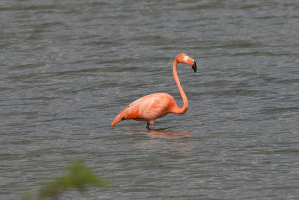 Rode Flamingo