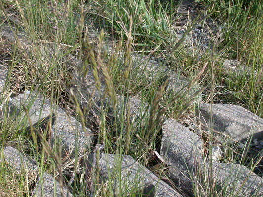 Festuca rubra - Roodzwenkgras