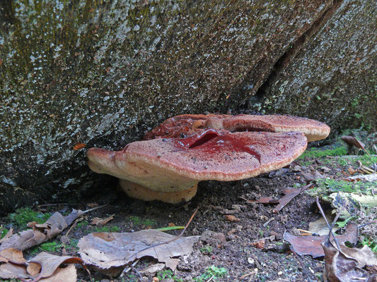 Fistulina hepatica - Biefstukzwam